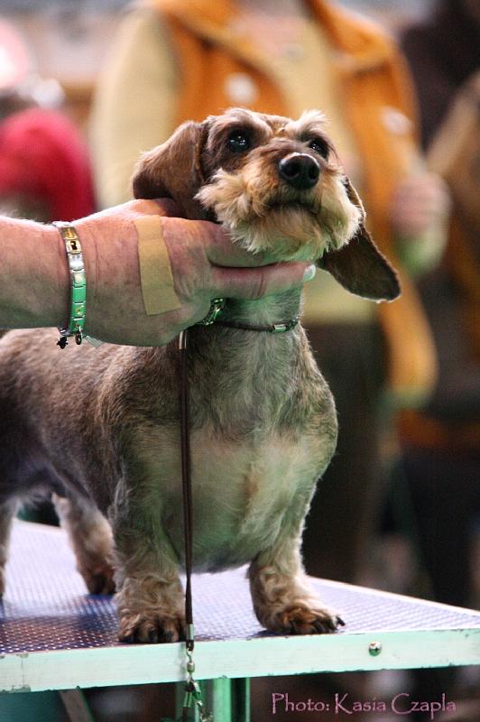 Crufts2011_2 1478.jpg